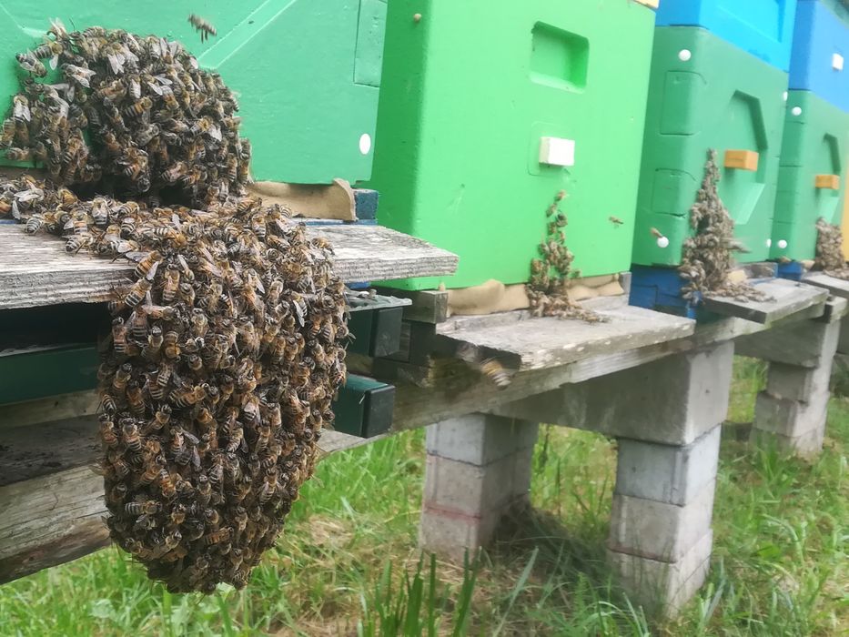 Rodzina pszczela, odkład, Sypaniec, silne, leczone