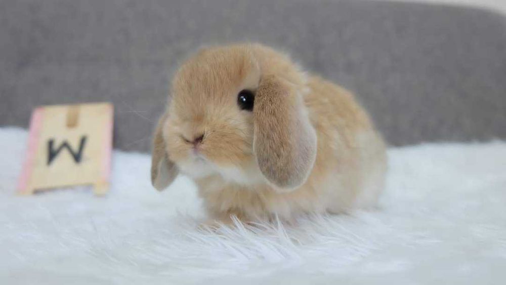 Kit completo coelhos anões mini lop