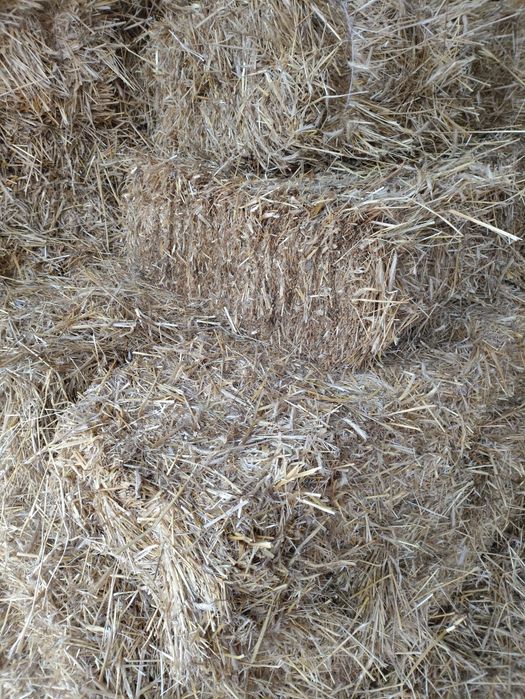 Słoma żytnia w kostkach, duże kostki