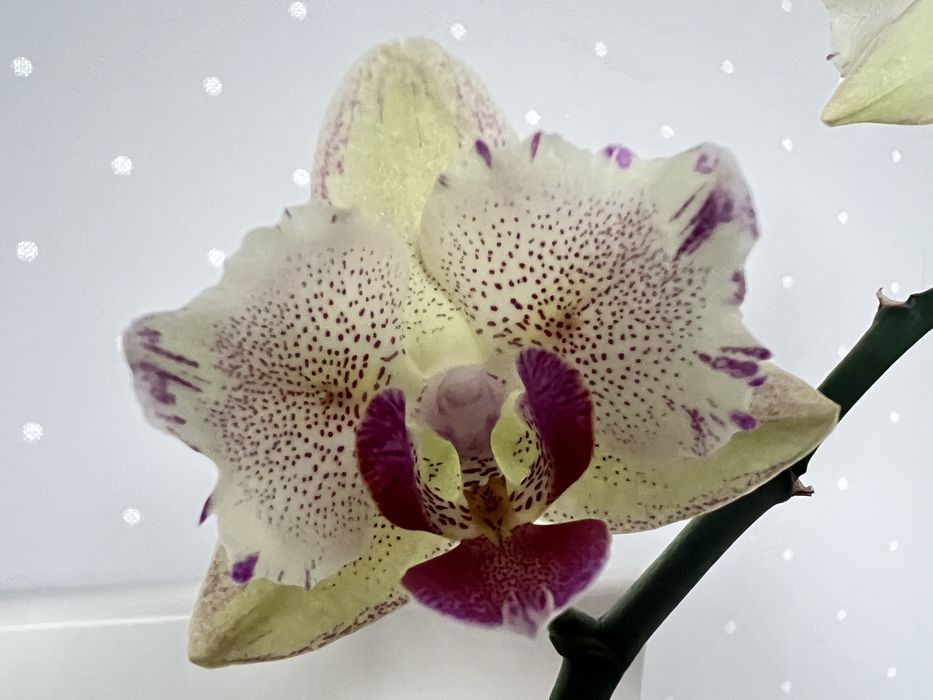 Орхідея Пірат Пикоті (Pirate Picotee) метелик