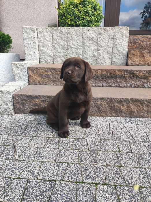 Labrador Retriever -czekoladowy szczeniak ZKwP /FCI
