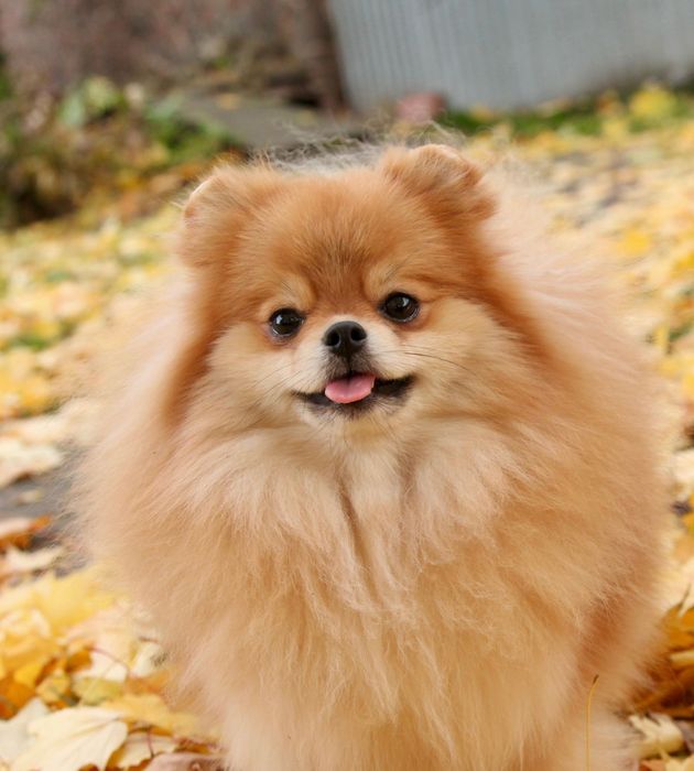 Шикарна дівчинка померанського шпіца.