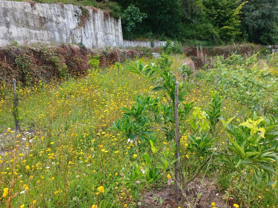 Vendo terreno com ruina para construir.