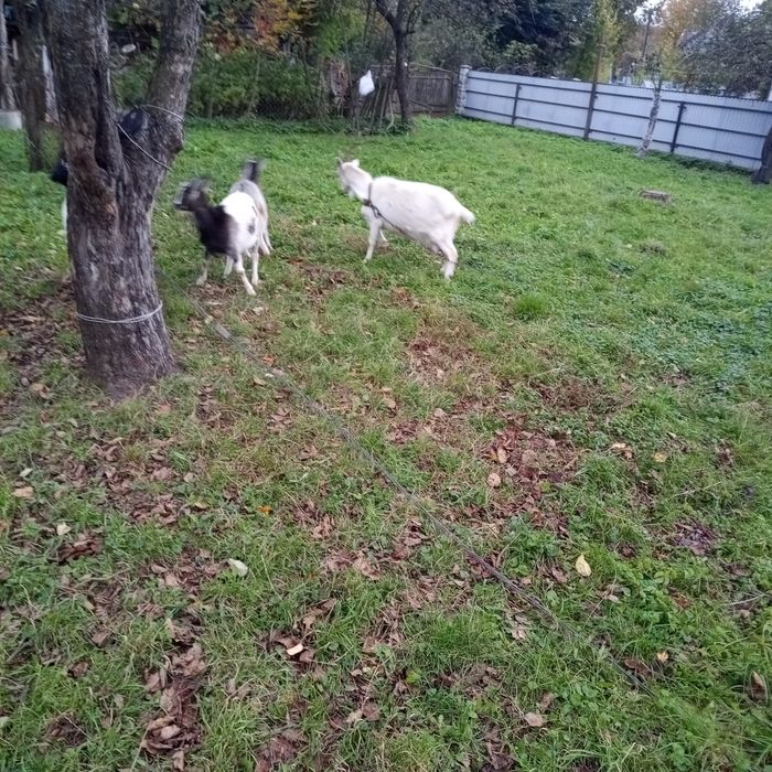 Продам  козу модні і з козенятами...срочно