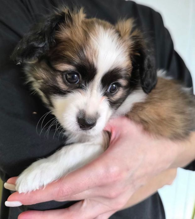 Папійон фален Рафаель цуценя континентальний той спаніель