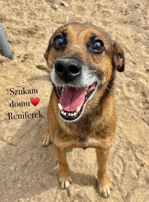 Reniferek malutki wesoły psiemeryt