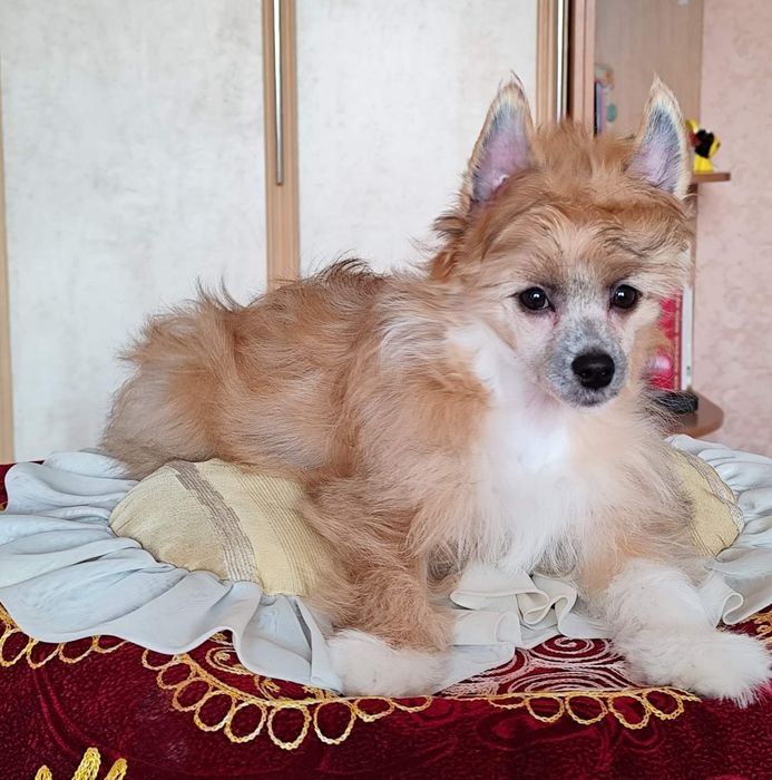 Пухнасте цуценя китайської хохлатої