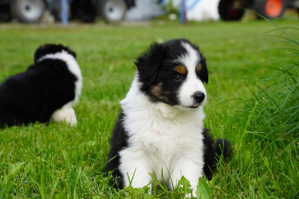Border Collie piesek trikolor