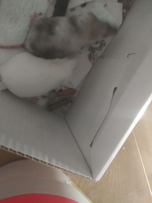 Myszki domowe z klatką i dodatkami