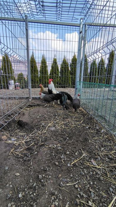 Jaja lęgowe, Onagadori