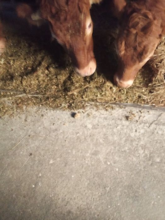 Silagem de milho embalada em bidões