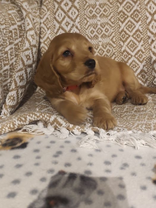 Menino Cocker fofinho