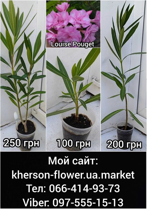 Олеандр Apricot Queen