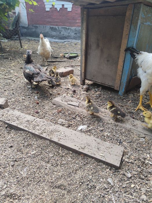 Качки шипуни індокачки мускусні