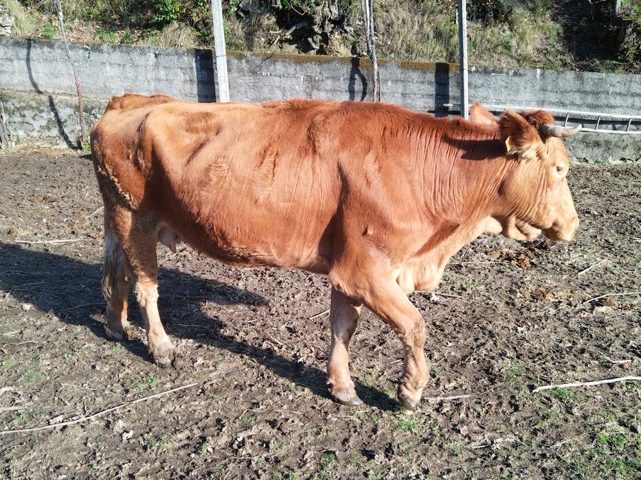 Vaca minhota registada