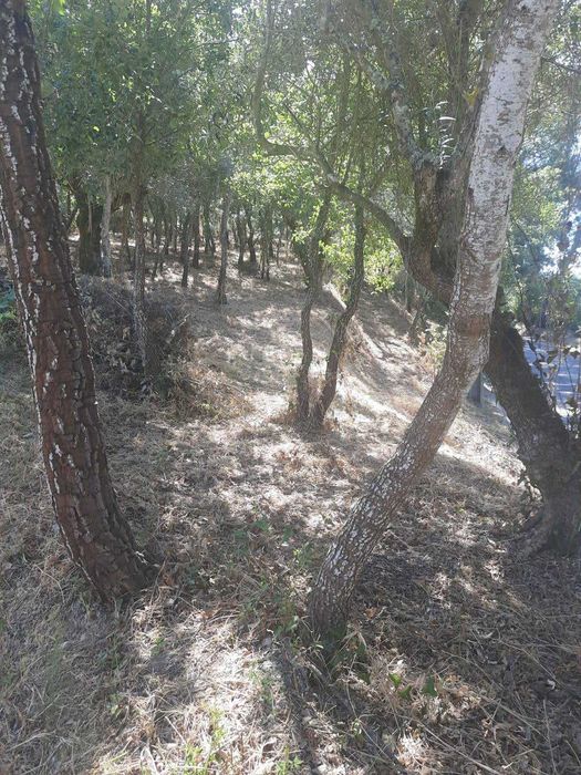Terreno Rústico em Seiça (Ourém)