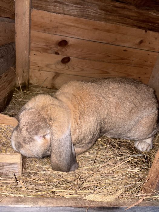 Samiec baran francuski