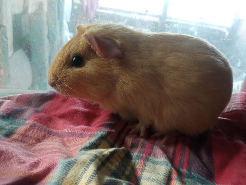 Морская свинка, мальчик, 2.5 месяца
