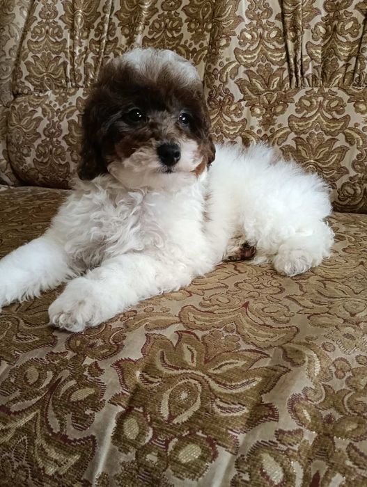 Пудель мініатюра