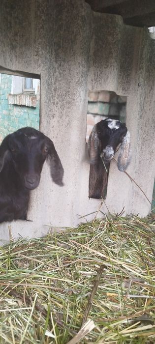 Козенята  Англонубійці (АН) %