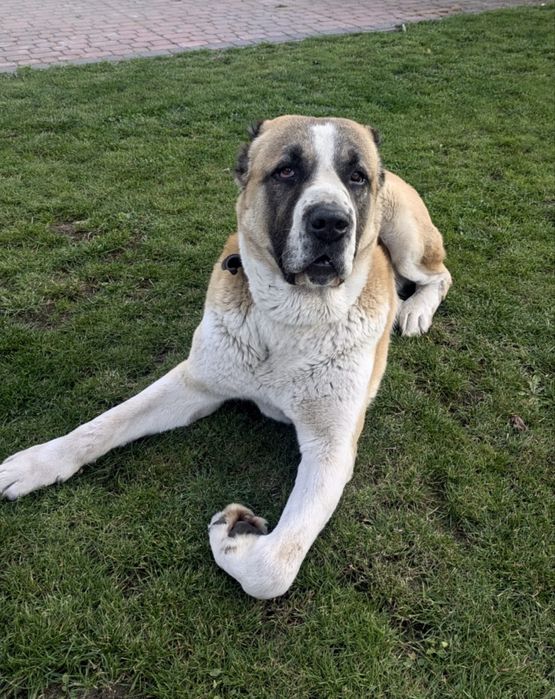 Owczarek środkowowazjatcki