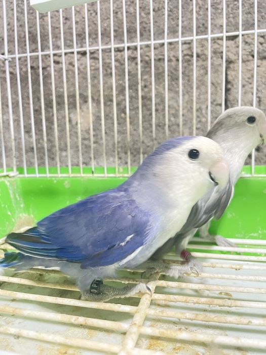 Vendo casal reprodutor