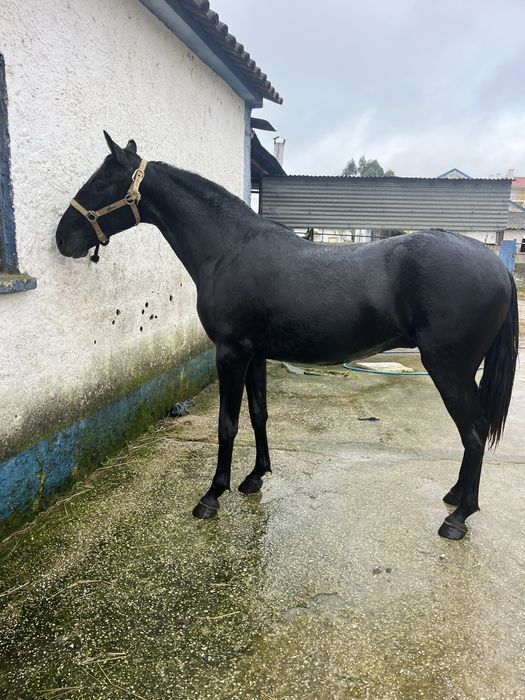 Pokdro cavalo 2 anos