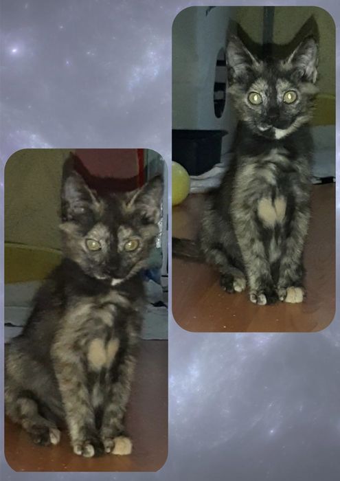 Тварини безкоштлвно