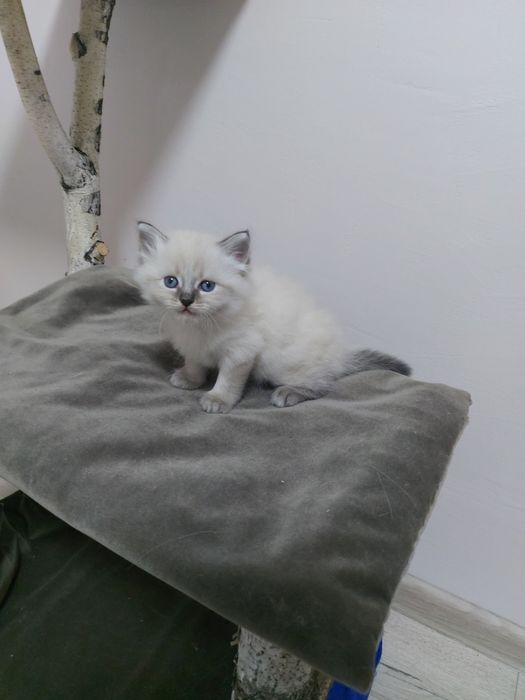 Кошенята з родовидом Невські маскарадні