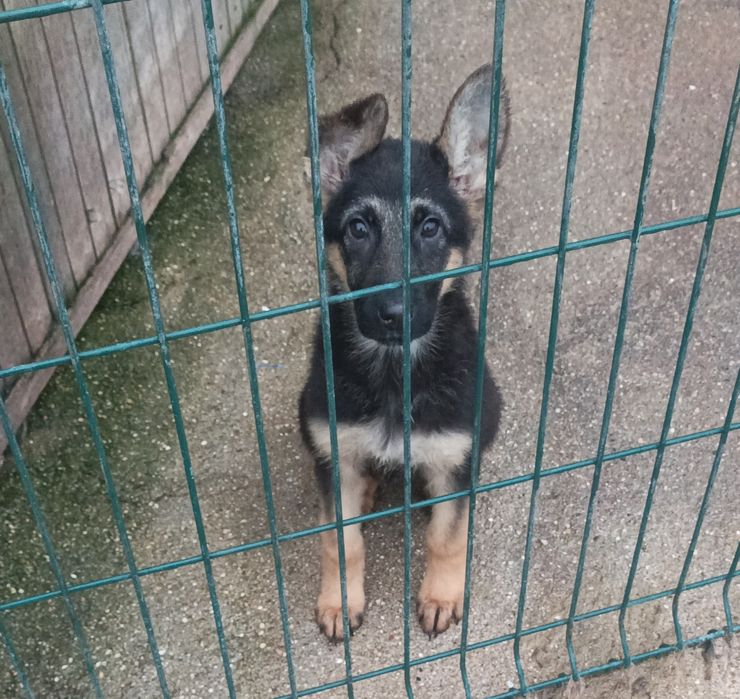 Pastor alemão pêlo curto