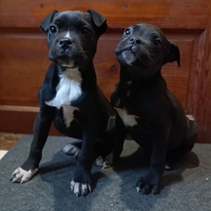 Цуценята КАНЕ КОРСО 3  місяці.