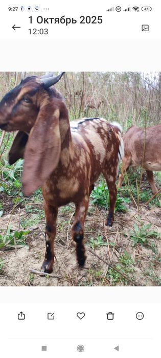 Козы камори,козочка