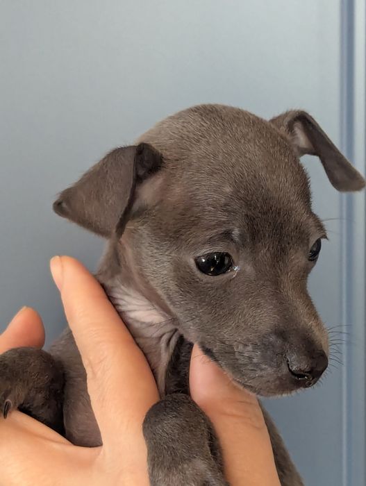 Цуценята левретки, документи КСУ, Київ.