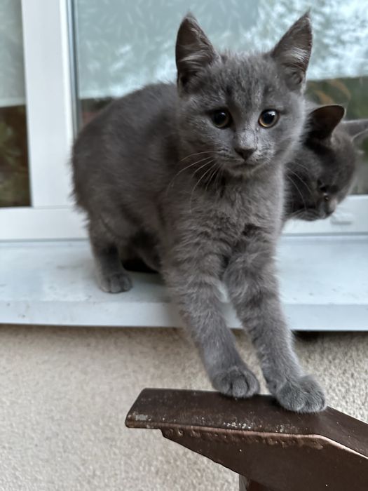 котики  гарної породи