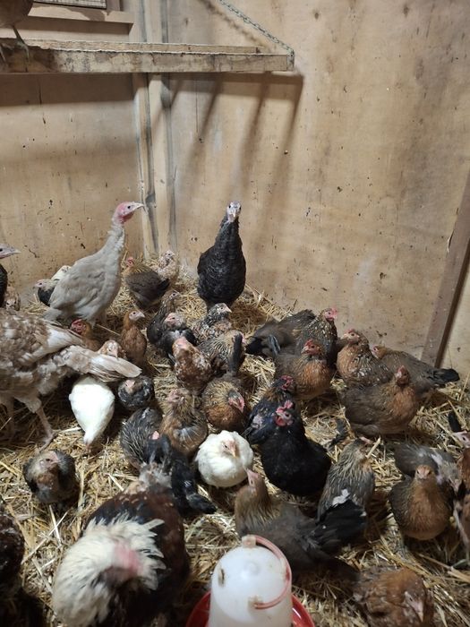 Liliputki karzełki polskie