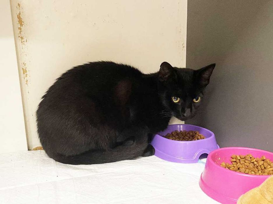 Маленький Джек не хоче назаду клітку -подаруйте йому дім, кіт