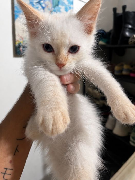 Doa se gatinhos bebés
