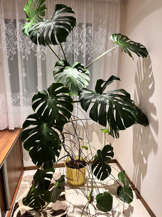 Przepikna 2m Monstera Deliciosa Zwole  OLX.pl