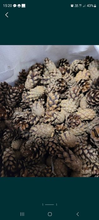 Szyszki sosnowe 100 szt 10 zł