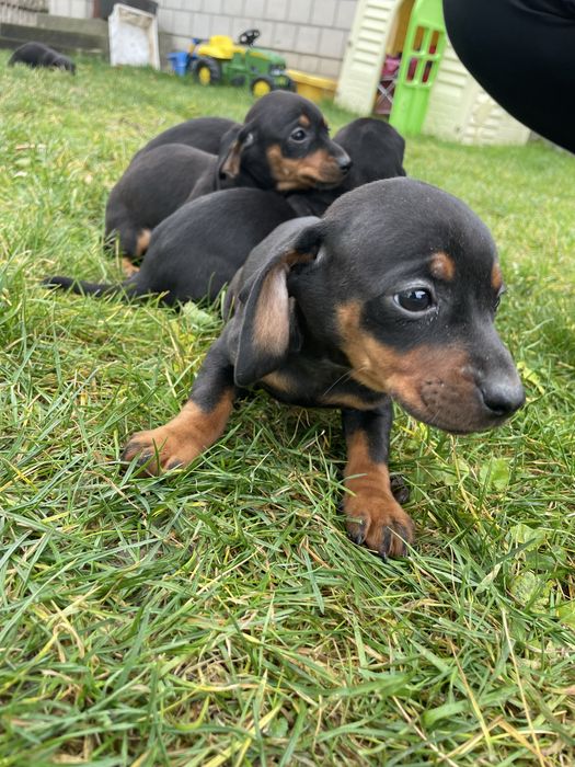 Jamnik miniatirka Szczeniak