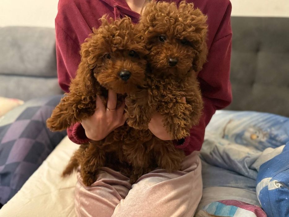 Шикарные ред брауны девочки