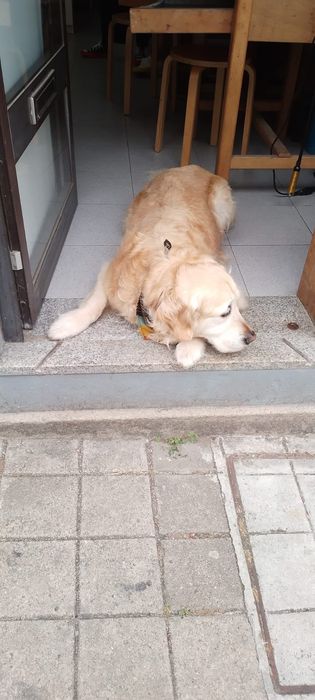 Cuidadora de gatos e cachorros (Cat and Dog)