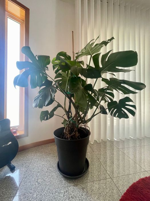 Monstera „Deliciosa“ Grande – Muito Saudável | 130 cm