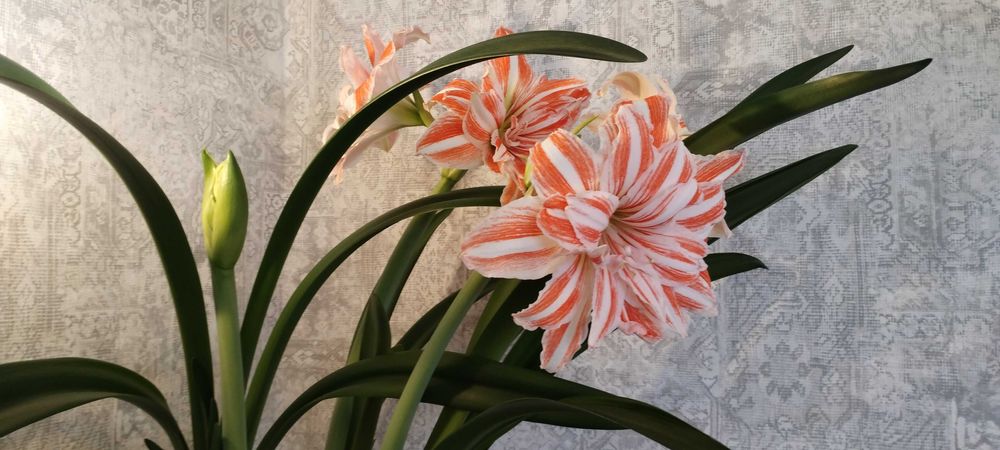 Сіянці амариліса Gervase * Dancing Queen . 1 рік 2 місяці