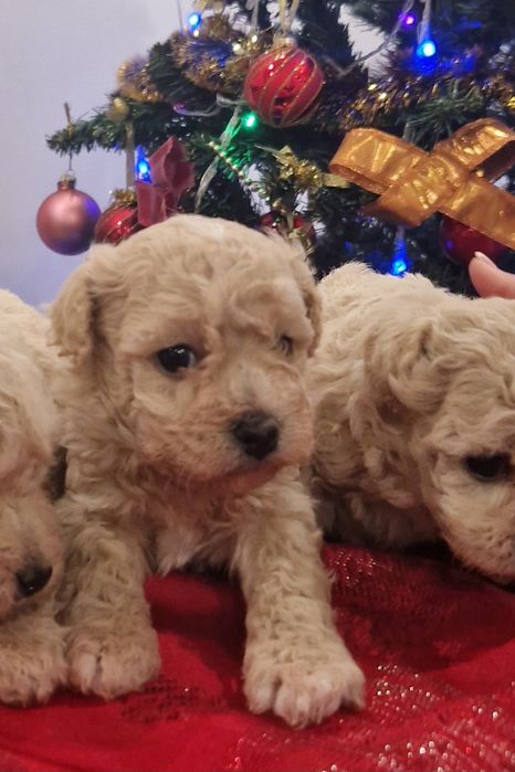 Цуценята мальтіпу