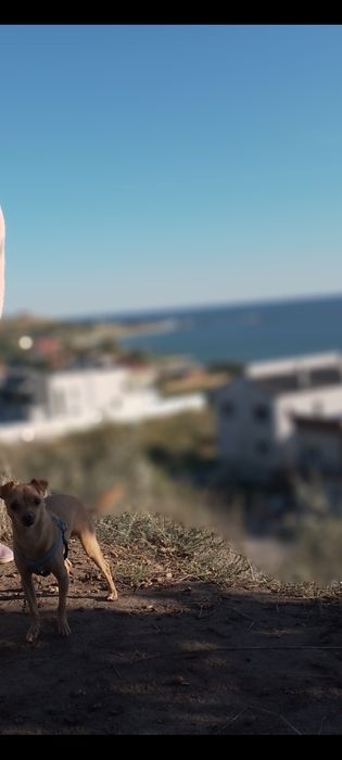 Отдам в добрые руки Тойчика