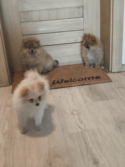 Szpic miniaturowy pomeranian okazja!