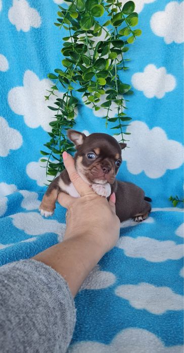 Excecional mini menino Chihuahua/Chiuaua de Qualidade,LinhagemRussa