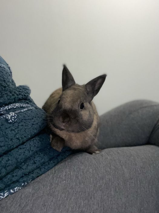 Coelha 1 ano e meio