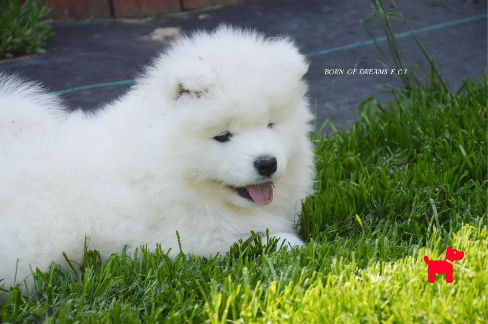 Samoyed/ Samojed ZKwP/FCI * już do odbioru*